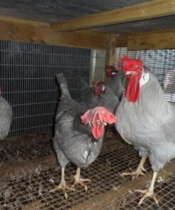 lavender leghorns for sale