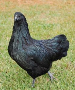 Sumatran bantams for sale