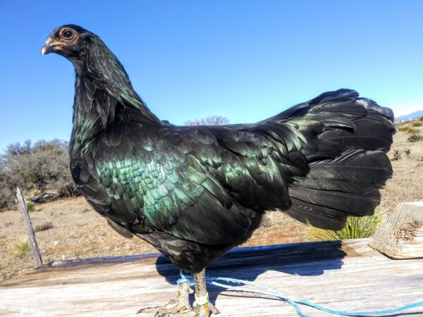 49813534_1799741516804729_5378292729635667968_o-600x450