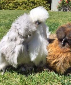 Chinese Silkie chickens for sale