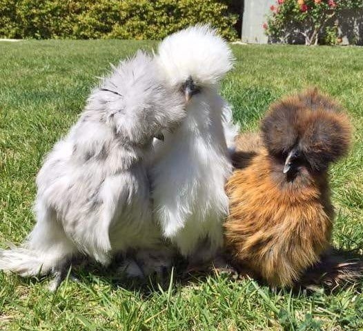 Assorted-Silkie (1)