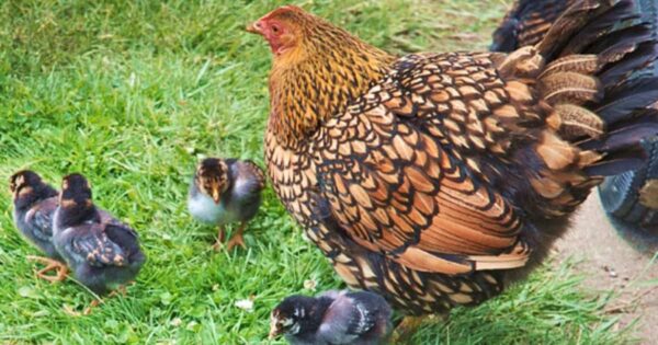 Breeding-Wyandotte-Chickens-600x315
