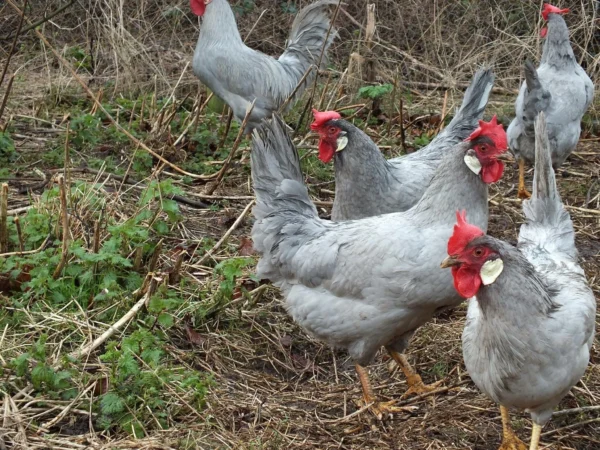 HarlequinCottageLavenderLeghorn-600x450