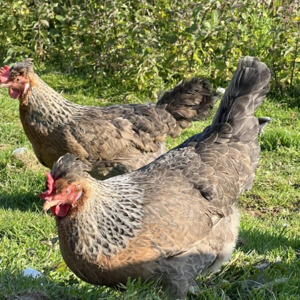 IMG_9418-rotated-780x780-1-600x600