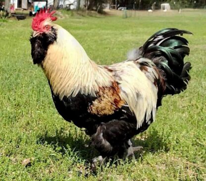 Salmon-Faverolle1-1-416x365-1