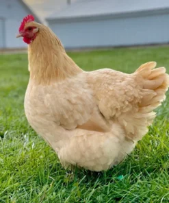 Buff Orpington chickens for sale