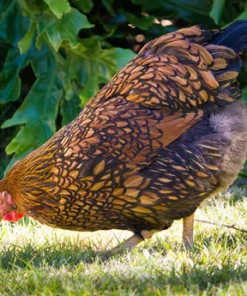 Wyandotte chickens for sale