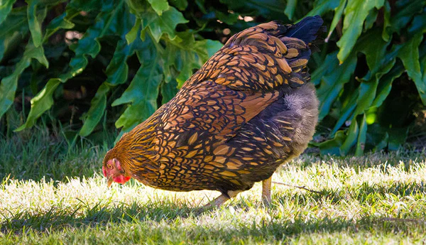 chicken-breeds-wyandotte-2_600x (1)