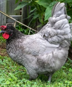 Olive eggers chicken for sale