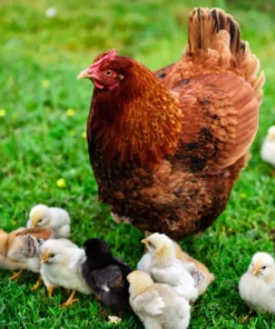 Rhode island red chickens for sale